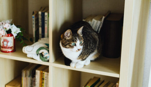 本棚の猫