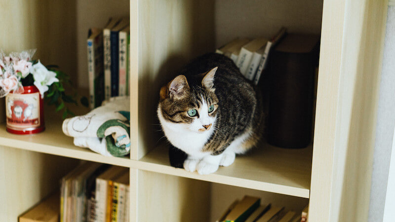 本棚の猫
